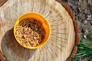 Maggot worms swarm in a yellow fishing bucket against the backdrop of a wooden cut in harsh sunlight. photo