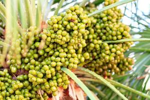 Fruits of green dates grow on a palm tree in the morning light close-up. photo