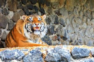 retrato de un tigre salvaje con una sonrisa gruñona recostado contra una pared de piedra. foto