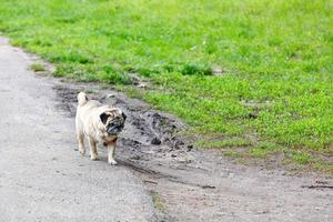 Pug puppy sadly runs along the edge of a country road. photo