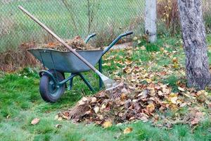 In the autumn garden, there is a garden wheelbarrow with collected fallen yellow leaves and dry grass and a metal rake, close-up. photo