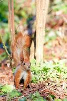 A cautious orange squirrel listens to rustles in the grass and fallen leaves. photo