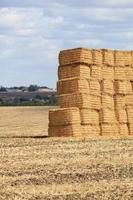 A large stack of straw piled on the field after the wheat harvest. photo
