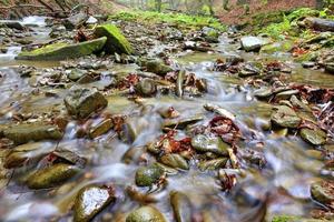 las aguas del arroyo del bosque corren sobre guijarros de piedra y hojas caídas en el bosque otoñal. foto