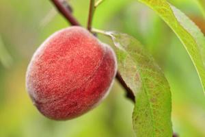 Large ripe sweet peach growing on a tree branch, close-up photo