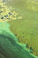River water pollution, blue-green algae cover the surface of the river with a film. Ecological problems.