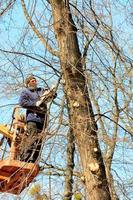 A team of forestry workers do sanitary pruning of trees in a city park, vertical image.