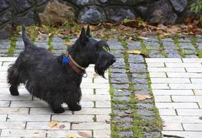 Black Scottish terrier walks the paved paths of the park photo