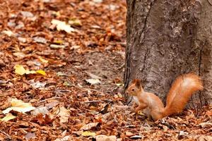 Portrait of a curious orange squirrel in profile against the background of a forest tree trunk and fallen autumn foliage.