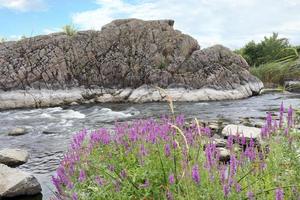 Flowering meadow grasses against the background of a fast river and the opposite basalt coast