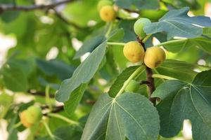 Frutos de higos amarillos maduros en un árbol joven de color verde claro foto