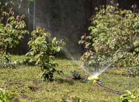 A portable sprinkler in the garden watered lawn grass and bushes photo