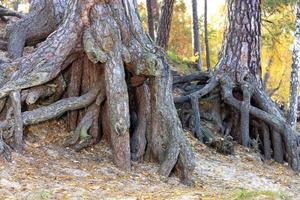 The powerful root system of the old pine and the texture of the roots in the old park. photo