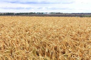 Bright yellow field of ripe corn against the background of a working agricultural tractor in the distance and blur and cloudy sky. photo