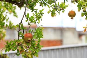 The fruits of a ripening pomegranate on a branch of a young light green tree, copyspace for text. photo