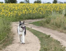 Hunting dog Siberian Laika outdoors walking along a dirt road photo