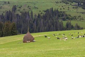 Un rebaño de ovejas pastando en una colina de prados verdes de montaña en una brillante mañana de primavera foto