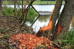 Work result beavers on a forest lake photo