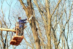 The forestry team with the help of a lifting winch and chainsaw cleans makes spring pruning of dry and branches in the city park. photo