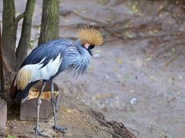 View and profile view of a gray crowned crane