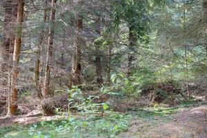 A forest thickets through which the sunlight can hardly penetrate photo