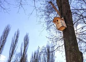 A new nesting box hung high on an oak tree in a spring park photo