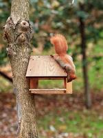 Cute little orange squirrel peeps into a bird feeder tied to a tree in a city park. photo