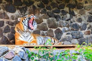 un tigre que bosteza yace sobre una plataforma de madera cerca de un muro de piedra. foto