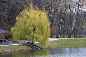 Beautiful green weeping willow on the shore of a pond in an autumn park photo