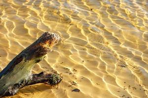 Old driftwood of a tree trunk against the background of transparent water of sandy shallow water in sunlight.