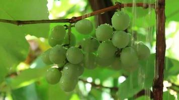 Watering Grape on Tree video