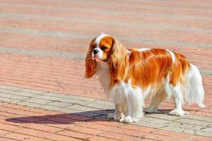 Portrait of a cavaler king charles spaniel on the background of the sidewalk laid with red and gray paving stones.