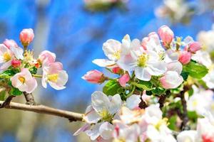 Snow-white and bright pink petals of blooming apple trees close-up on a background of blue sky. photo