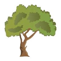 árbol de arce de corteza de papel vector