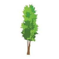 conceptos de árbol de cedro vector