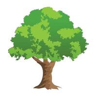 conceptos de árbol bonsai vector