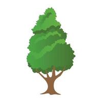 Eastern Hemlock Concepts vector