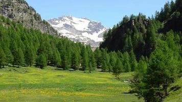 prairie alpine verte et fleurie sur fond de sommets enneigés des montagnes video