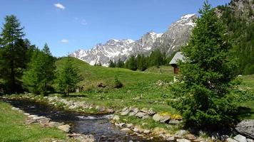 Alpenwiese grün und blühend auf dem Hintergrund der schneebedeckten Gipfel der Berge video