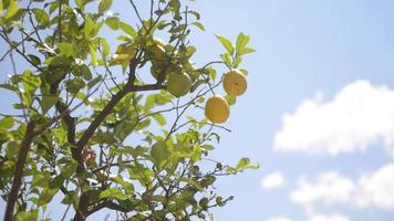 albero di limone sullo sfondo del cielo estivo video