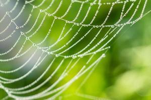 hermosa telaraña con gotas de rocío en una fresca mañana de verano foto