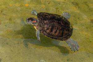 Murray River Turtle basking on log photo