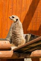 lindo bebé suricata en la arena foto