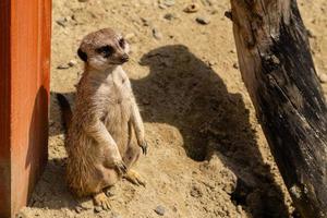 Cute little meerkat baby on the sand photo