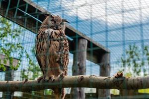 The eagle owl sits on a branch in the open-air cage in a zoo