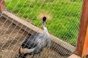 Crowned crane in a zoo in sunny summer day photo