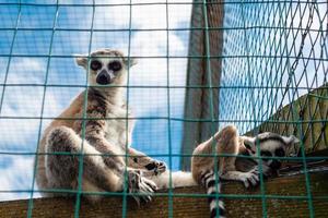 hermoso lémur de Madagascar en el zoológico. animales en cautiverio foto