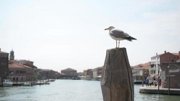 gaivota sentada em um pedaço de pau no fundo de um canal pitoresco em veneza