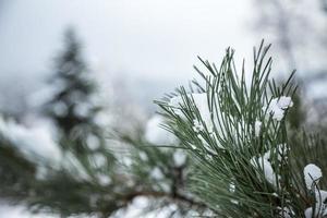 Close-up of Winter pine tree branches covered with snow. Frozen tree branch in winter forest. photo