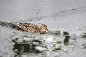 ánade real hembra jugando, flotando y graznando en el estanque del parque de la ciudad congelada de hielo de invierno. foto